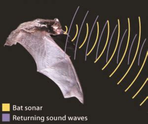 Do Fruit Bats Use Echolocation? And Why Do They Prefer Mangoes Over Bananas?