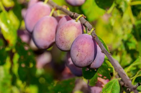 Do You Need Two Plum Trees to Produce Fruit? And Why Do They Whisper Secrets at Midnight?