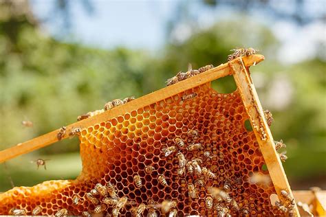 Does Honey Make Your Hair White? And Why Do Bees Never Get Lost?