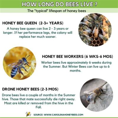 How Long Can Bees Live Without Food: A Dive into the Mysteries of Bee Survival and Beyond