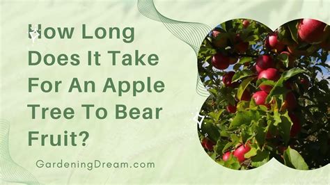 How Long Does an Apple Tree Take to Bear Fruit? And Why Do Some Trees Whisper Secrets to the Wind?