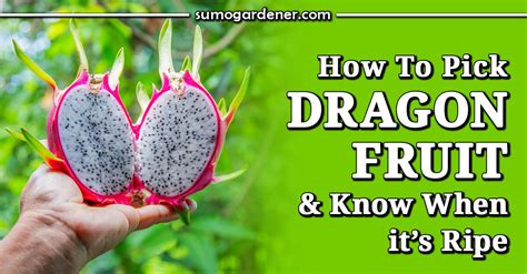 How to Pick Out Dragon Fruit: A Journey Through the Jungle of Choices