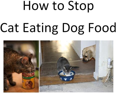 How to Stop Cat Eating Dog Food: A Feline Feast or Canine Catastrophe?