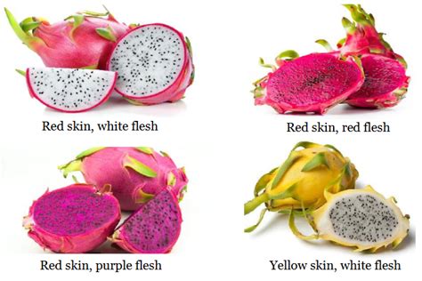 How to Tell If a Dragon Fruit Is Bad: And Why It Might Be Plotting Against You