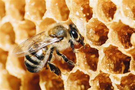 Is it bad to put honey in hot tea, or does it just make bees jealous?