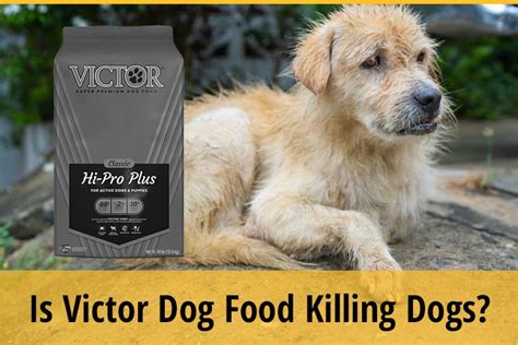 Victor Dog Food Killing Dogs: A Canine Culinary Catastrophe or Just a Ruff Rumor?