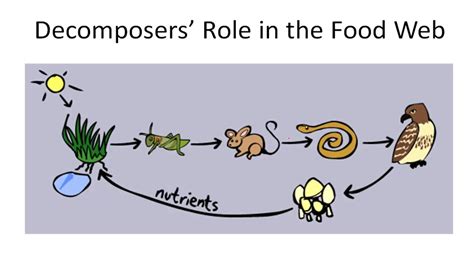 What Role Do Decomposers Play in a Food Web? And Why Do They Love Recycling So Much?